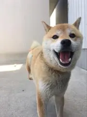 LGRYの画像