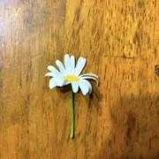 凛22の画像