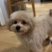 Mの画像