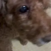 shuri