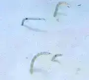 すももももの画像