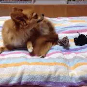 ちょんぼ