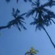 はんくす コメ無し購入歓迎ですの画像
