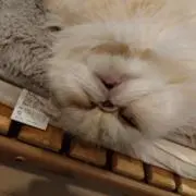 ゆゆの画像