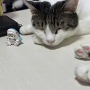 はるかの画像