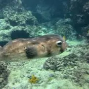 せらせらの画像