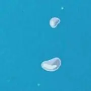 くもたべたいの画像