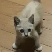ちび