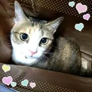 sora