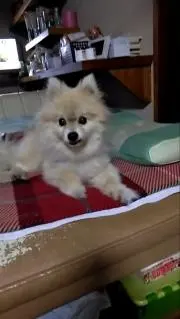 ポメの画像