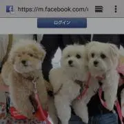 すぅオニオン