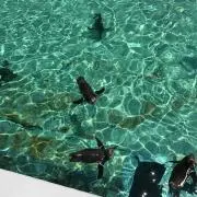 あかふく