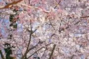 ❀さくら❀の画像