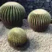 ごまきよの画像
