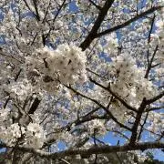 *sakura*の画像