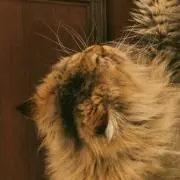 nao