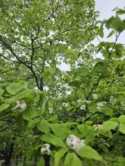 .ハナミズキの画像