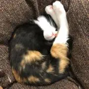 ンジ