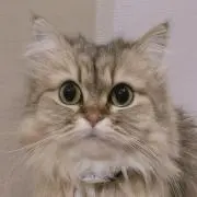 ちゃんつな