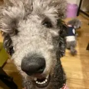デカラビアの画像
