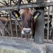 むーちゃすの画像