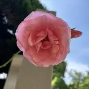 やゆよ