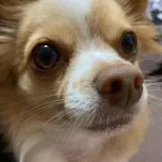 ボブ