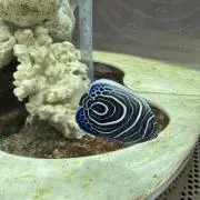 ゆゆゆ