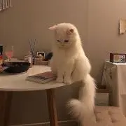 ネコ