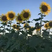 さくららの画像