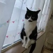 ゆいんちょの画像