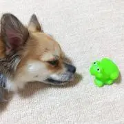 こうさんの画像