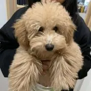 髭面オヤジの画像
