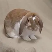モコママの画像