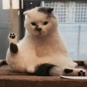 nyantoの画像