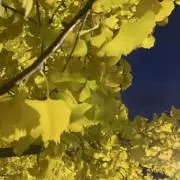 ねねの画像