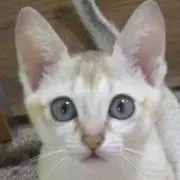 Image of ひなみ