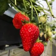 あき