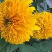 akykir♡の画像