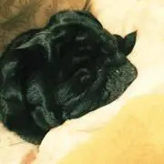 ベブーの画像