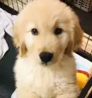 ぴーぴーちゃんの画像