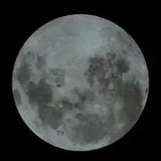マメシバ2020