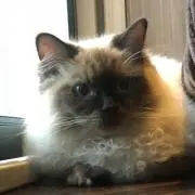 ここあ