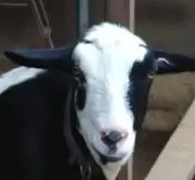 ふむこの画像