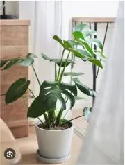 りぼんの画像