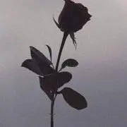 みっき～の画像