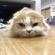 みつよの画像