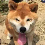 ねぢまきどりの画像
