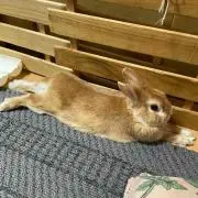 ウサギのミィちゃんの画像