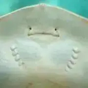 きよみ